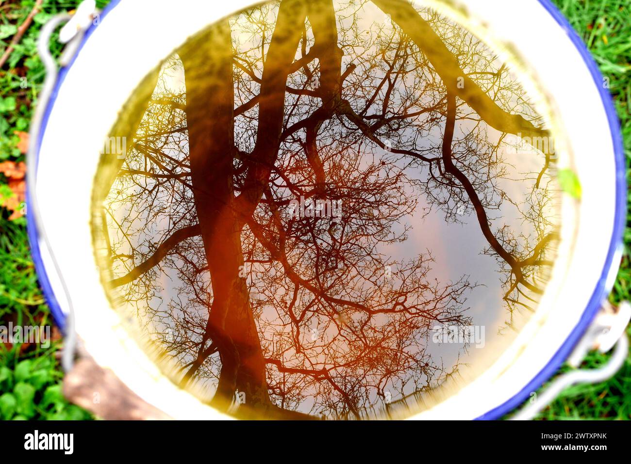 Albero piano riflesso in un secchio di acqua piovana Foto Stock