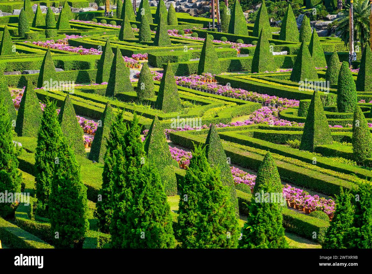 Vista del labirinto del giardino, siepi e alberi a forma di piramide che fioriscono fiori di lilla. Foto Stock