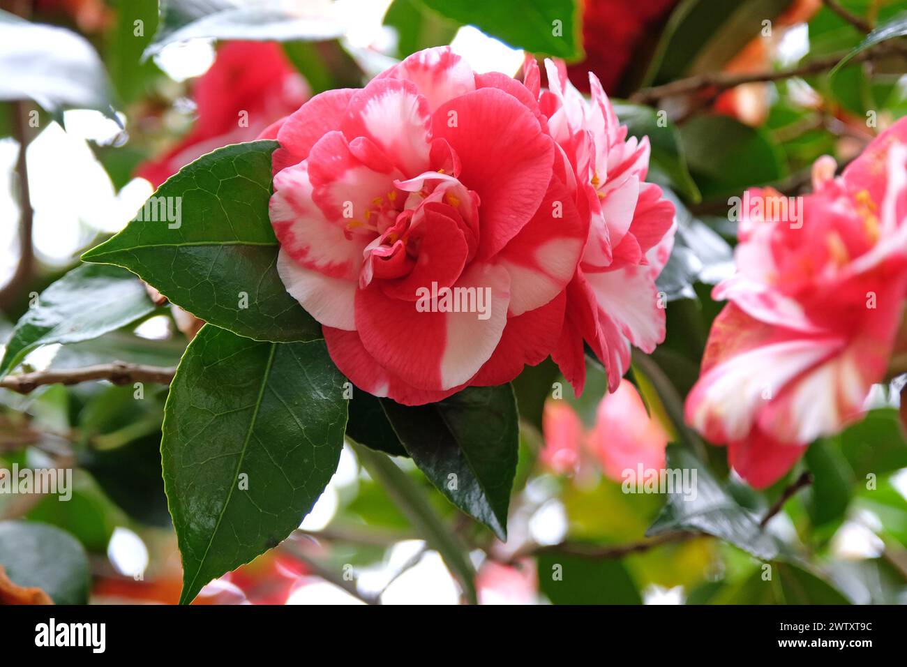 Camelia japonica semi-variegata rossa e bianca "Mercury Variegated" in fiore. Foto Stock