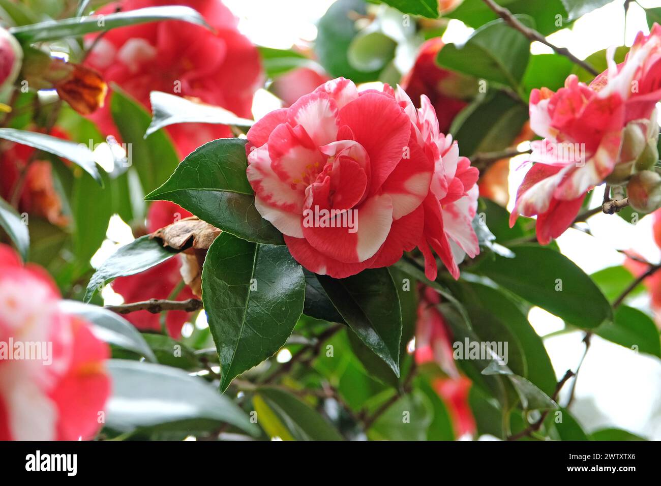Camelia japonica semi-variegata rossa e bianca "Mercury Variegated" in fiore. Foto Stock
