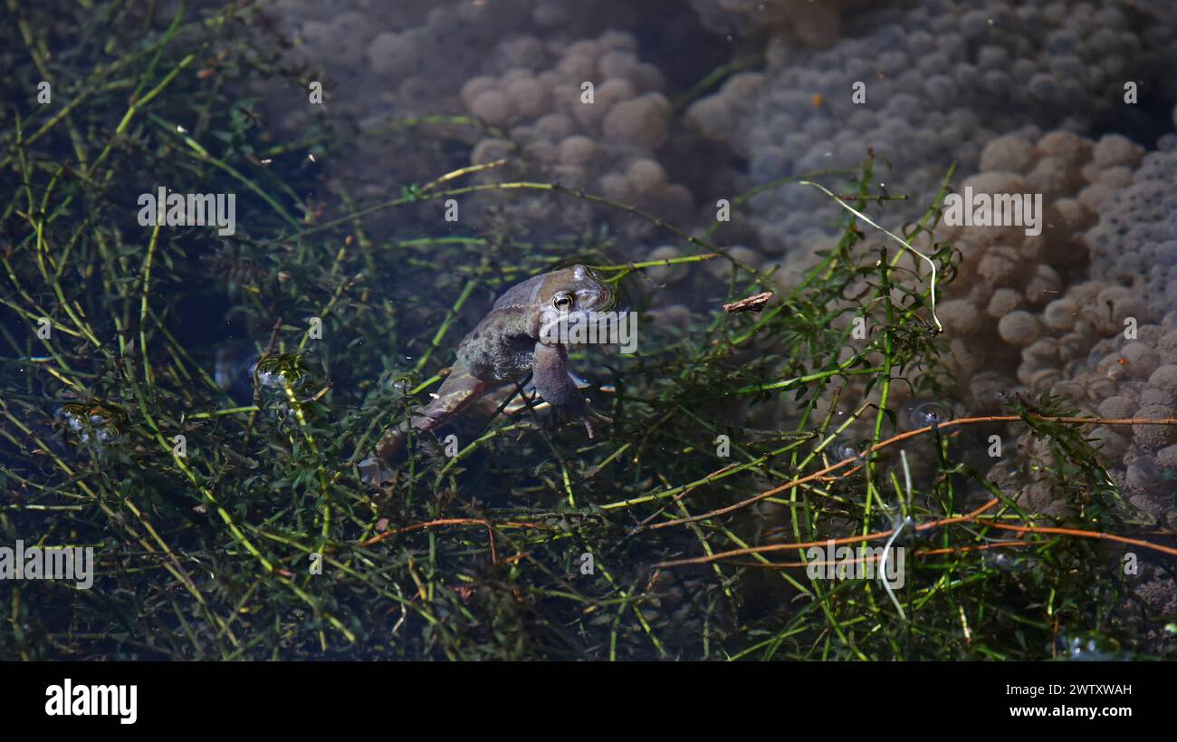 Rane che allevano e riproducono in uno stagno Foto Stock