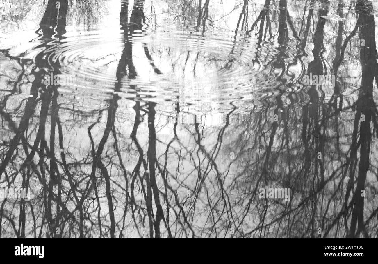 Alberi, rami che si riflettono nell'acqua, spruzzi, forme fantastiche Foto Stock