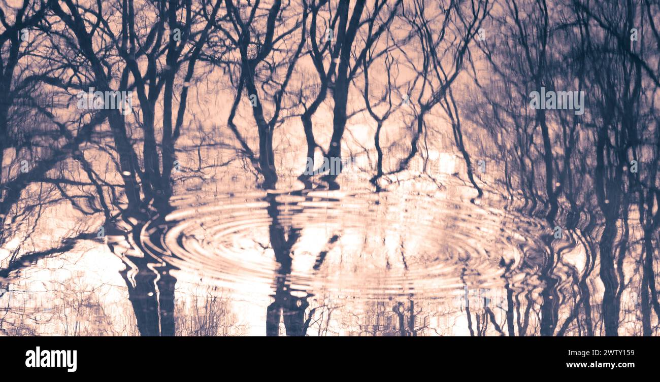 Alberi, rami che si riflettono nell'acqua, spruzzi, forme fantastiche Foto Stock