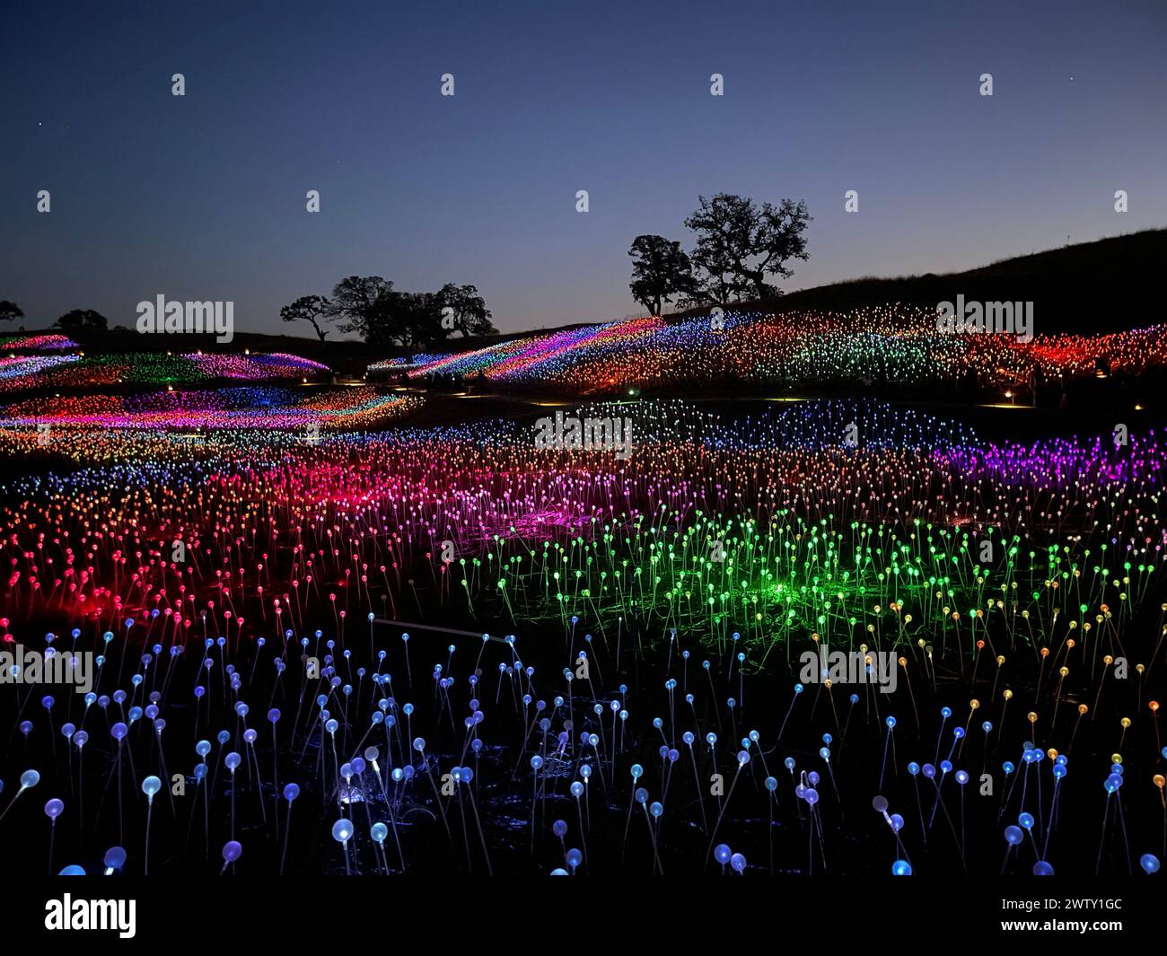 Paso Robles, Stati Uniti. 23 ottobre 2023. La mostra d'arte Sensorio è un'esperienza immersiva chiamata Field of Light, che include oltre 100.000 sfere illuminate su steli che cambiano delicatamente colore. Paso Robles, CA, USA, 23 ottobre 2023. Foto di Paul Harris Photography/ABACAPRESS.COM credito: Abaca Press/Alamy Live News Foto Stock