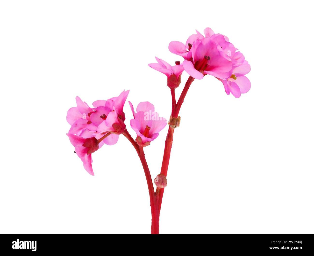 Bergenia in pelle in fiore isolata su sfondo bianco, Bergenia crassifolia Foto Stock
