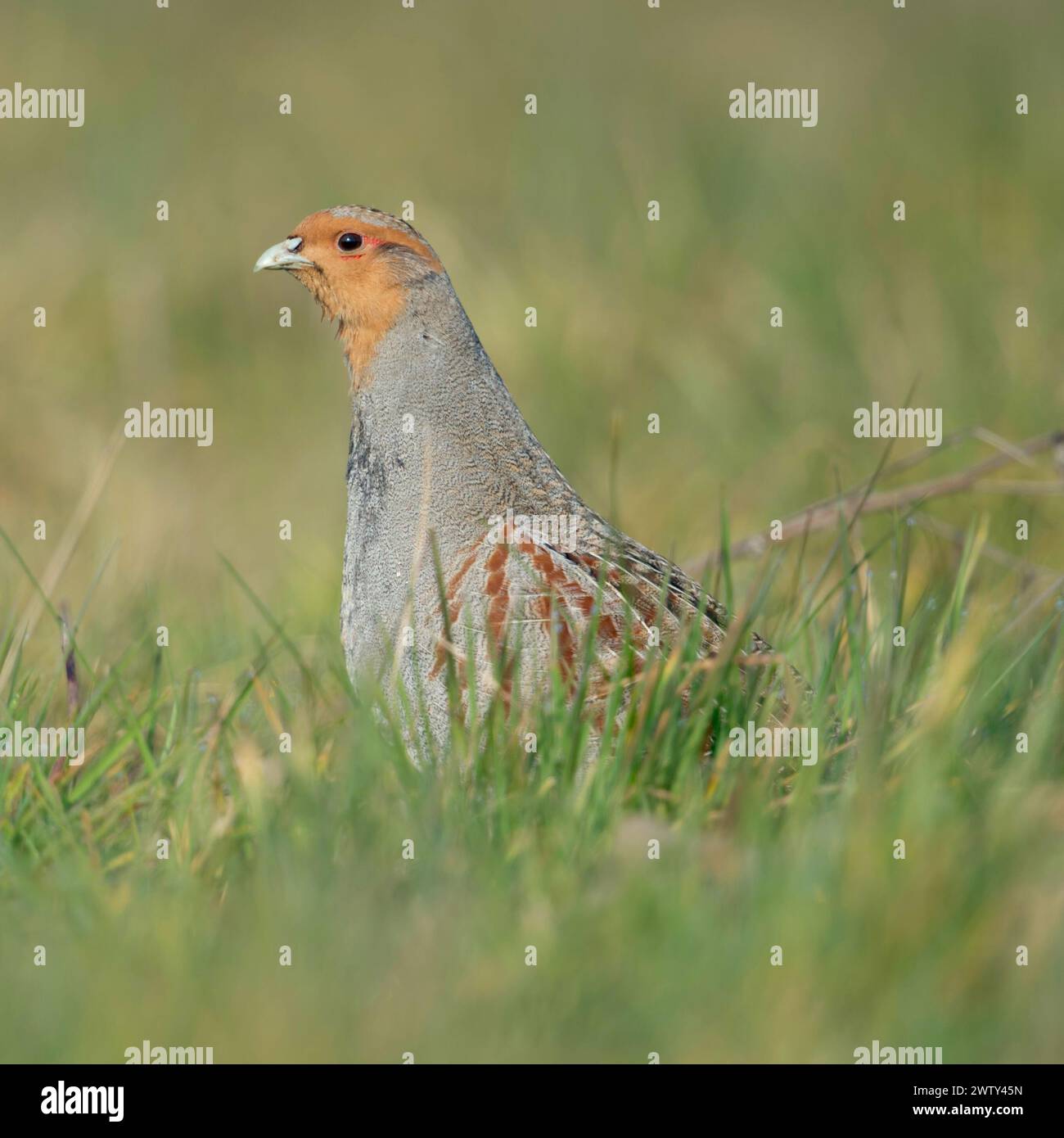 Grey Partridge ( Perdix perdix ), uomo, stagione degli accoppiamenti, siede in erba, si allunga il collo per avere una buona panoramica, fauna selvatica, Europa. Foto Stock