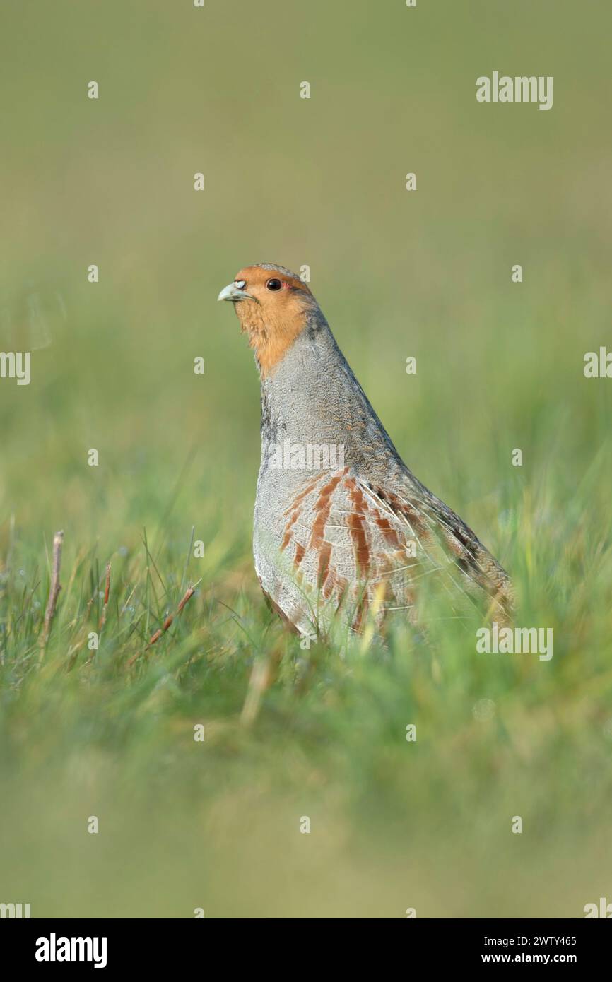 Perdida grigia ( Perdix perdix ), maschio, stendendo il collo, la testa, osservando attentamente intorno, territory behavoiur, esegue corteggiamento in mostra, wil Foto Stock