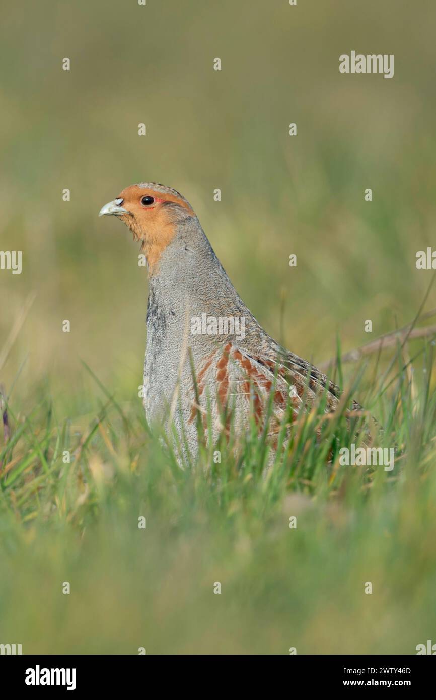 Grey Partridge ( Perdix perdix ), uomo, stagione degli accoppiamenti, siede in erba, si allunga il collo per avere una buona panoramica, fauna selvatica, Europa. Foto Stock