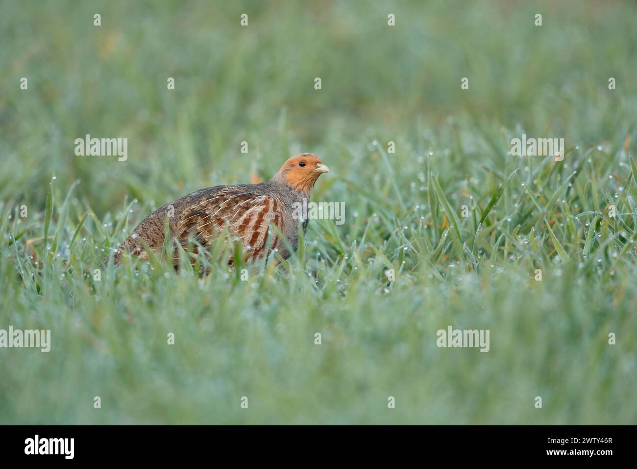Partridge grigio ( Perdix perdix ) in primavera, di prima mattina, strisciando attraverso un campo verde ricoperto di gocce di rugiada, fauna selvatica, Europa. Foto Stock