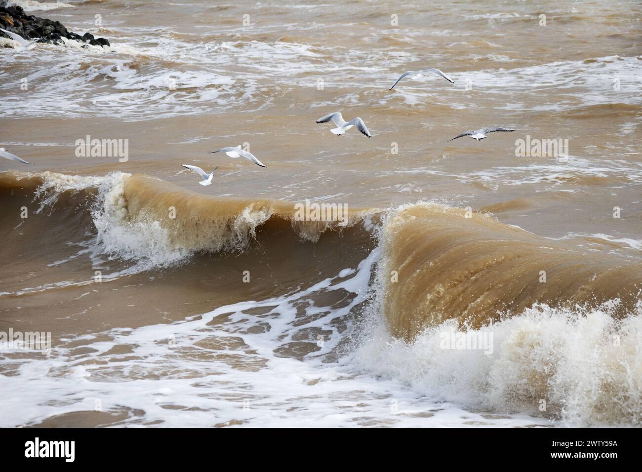 I gabbiani volano sopra le onde marine durante una tempesta Foto Stock