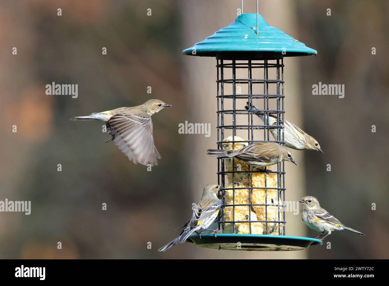 Un piccolo uccellino arroccato su fiori e stelo rosa Foto Stock
