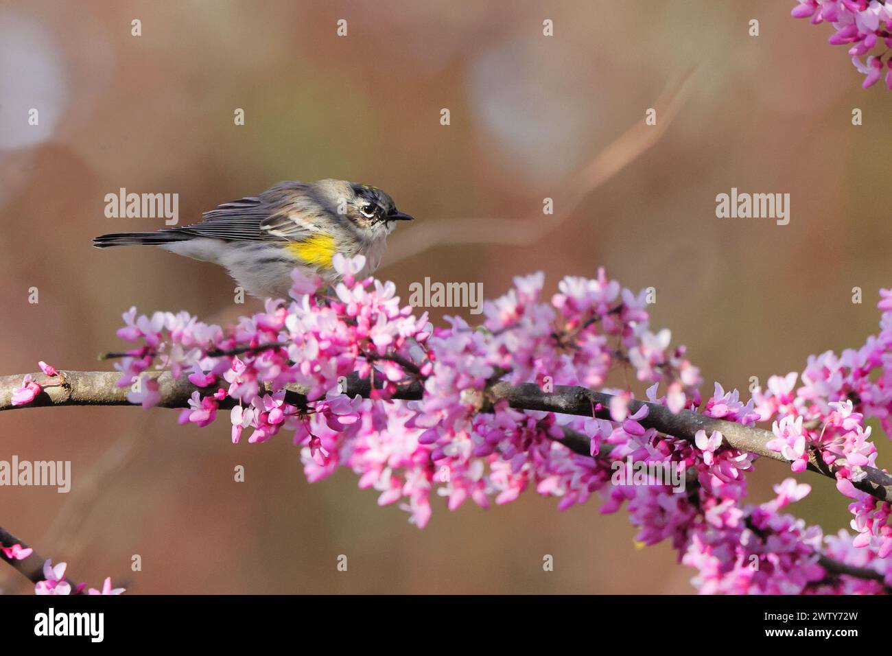 Un piccolo uccellino arroccato su fiori e stelo rosa Foto Stock