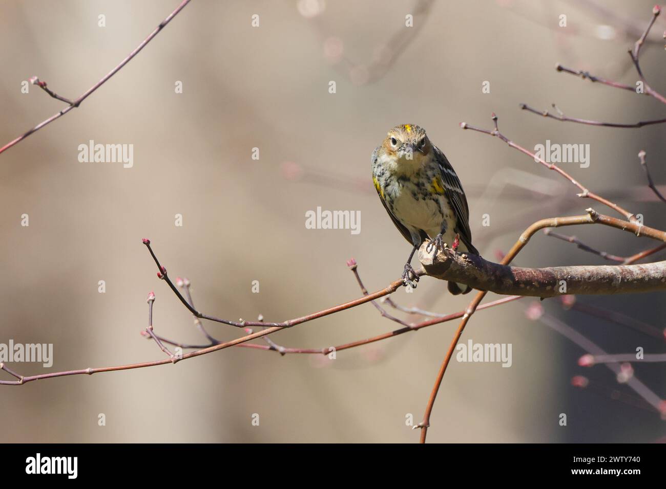 Un piccolo uccellino arroccato su fiori e stelo rosa Foto Stock