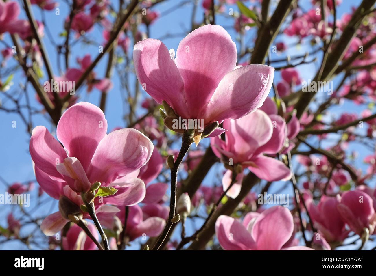 Piattino rosa Magnolia soulangeana "Trionfani" in fiore. Foto Stock