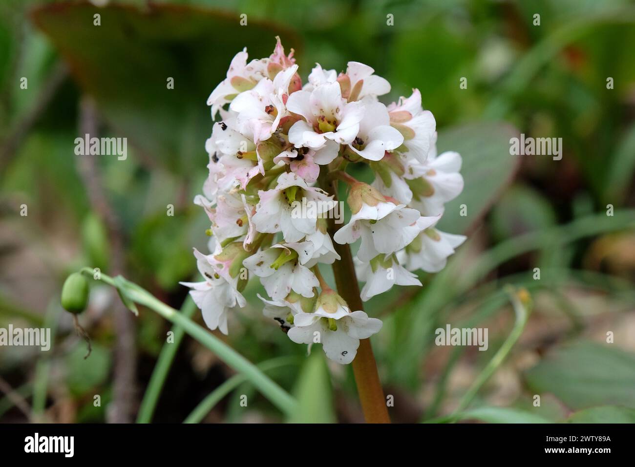 Bianco Bergenia Bressingham White, noto anche come elephantÕs Ears, in fiore. Foto Stock