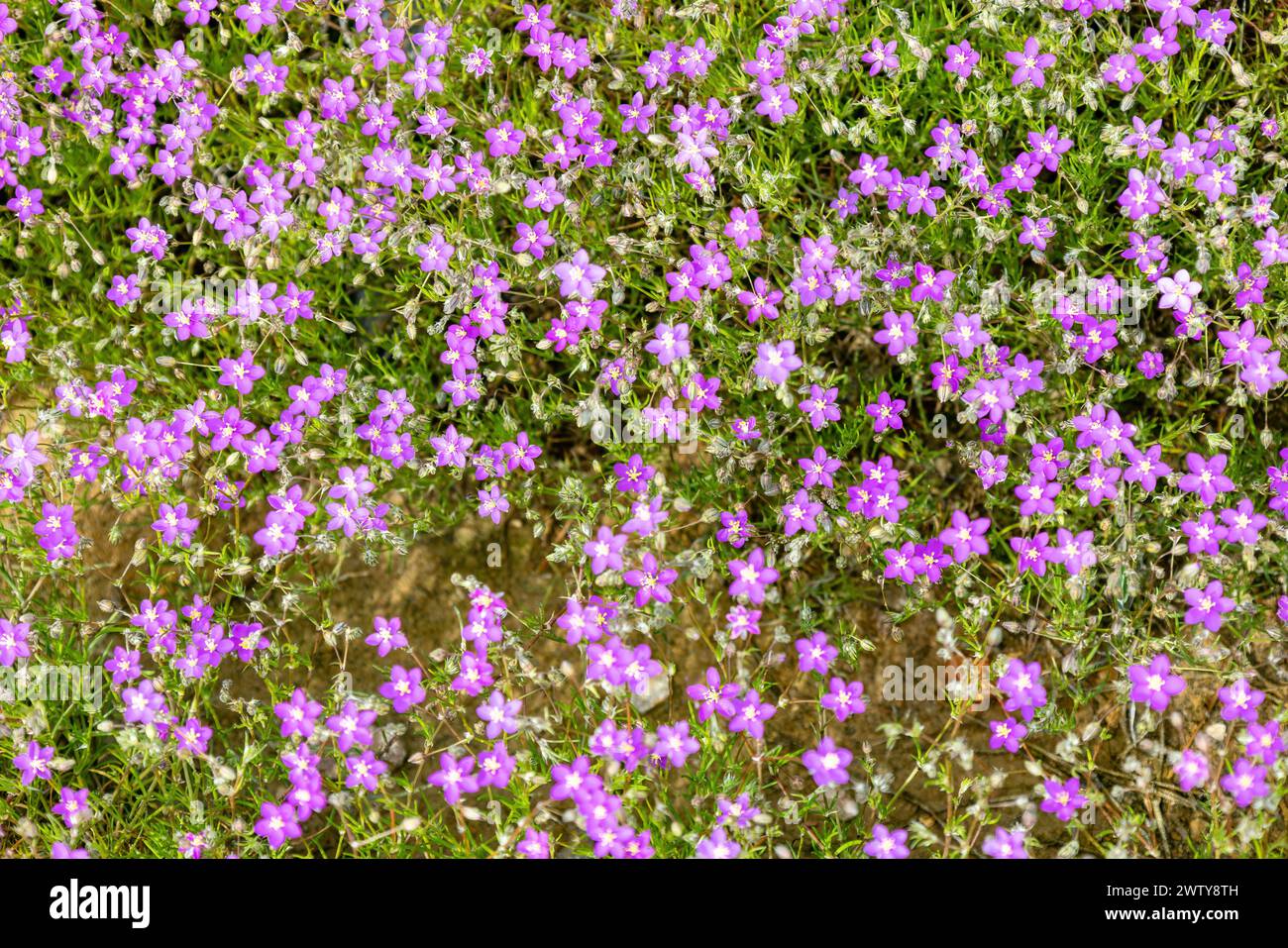 Spergularia purpurea, il porpora di sabbia, o Spergularia rubra, il porpora di sabbia rossa o il porpora di sabbia rossa, un fiore molto piccolo e viola nel SIEr Foto Stock