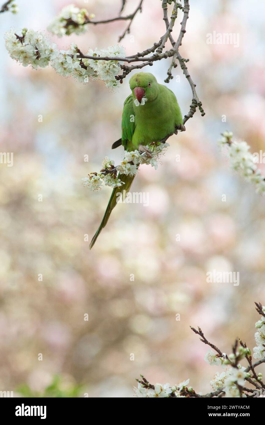 Regno Unito, 20 marzo 2024, Londra: Nell'equinozio primaverile un parco con il collo ad anello mangia prugne in fiore in un giardino a Clapham. Anna Watson/Alamy Live News Foto Stock