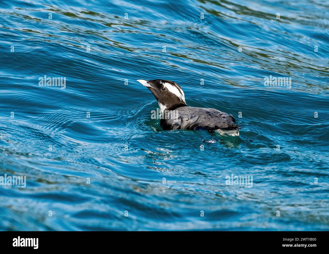 Un murrelet giapponese (Synthliboramphus wumizusume) galleggiante in acqua. Miyazaki, Giappone. Foto Stock