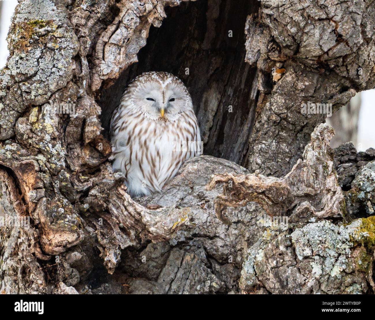 Un gufo di Urali (Strix uralensis) all'interno di un foro di albero. Hokkaido, Giappone. Foto Stock
