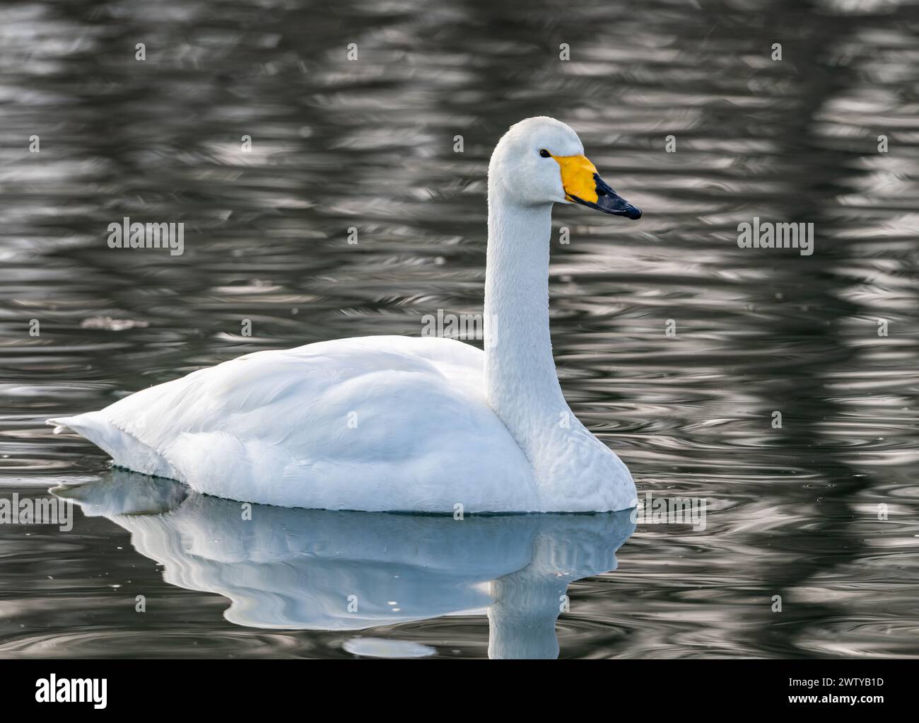 Un cigno hooper (Cygnus cygnus) che nuota in un lago. Hokkaido, Giappone. Foto Stock