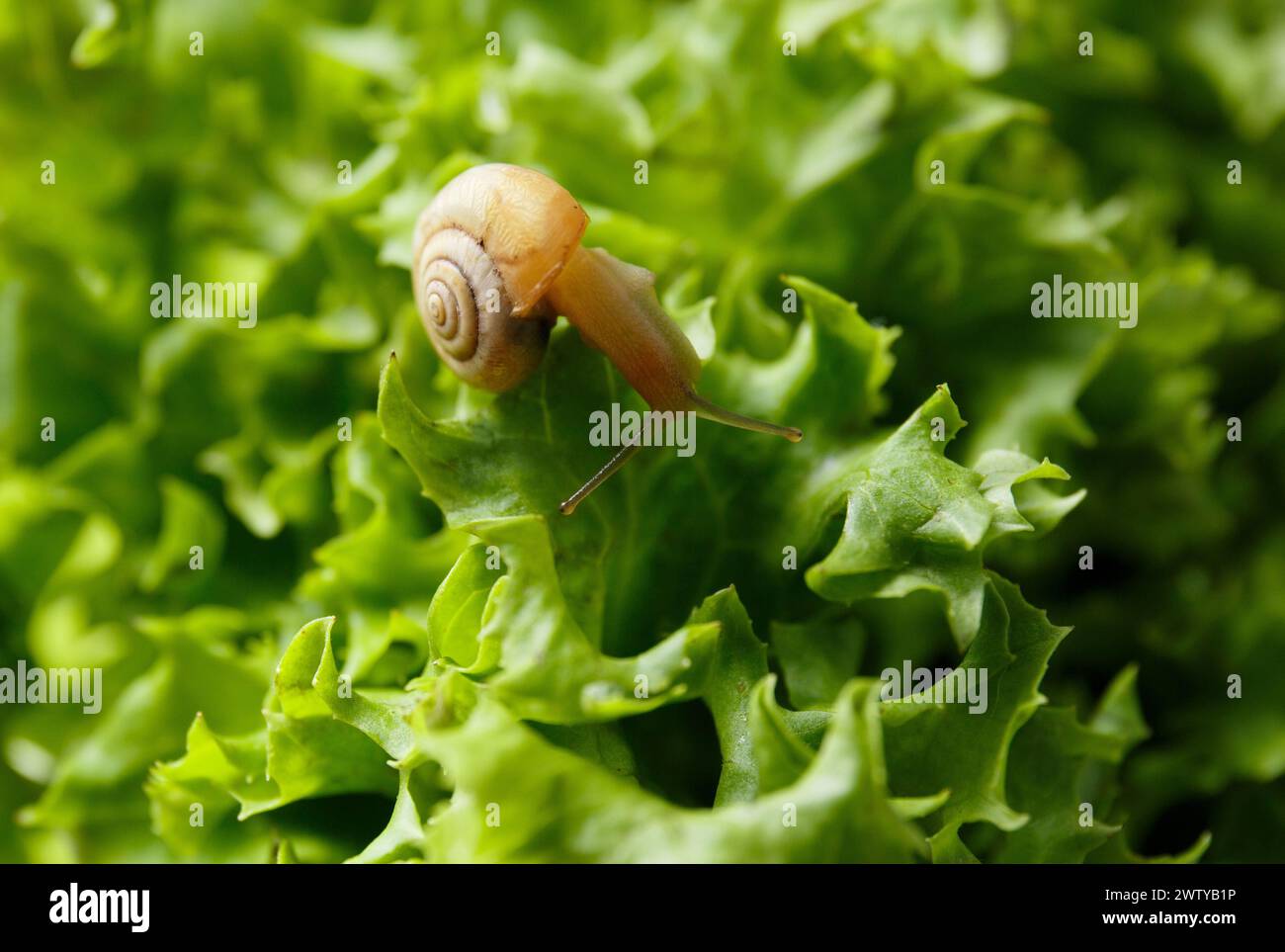 Piccola lumaca su foglie di lattuga verde fresca, primo piano. La lumaca mangia foglie di lattuga, illustrazione di una dieta sana, i benefici del cibo vegetale. Foto Stock