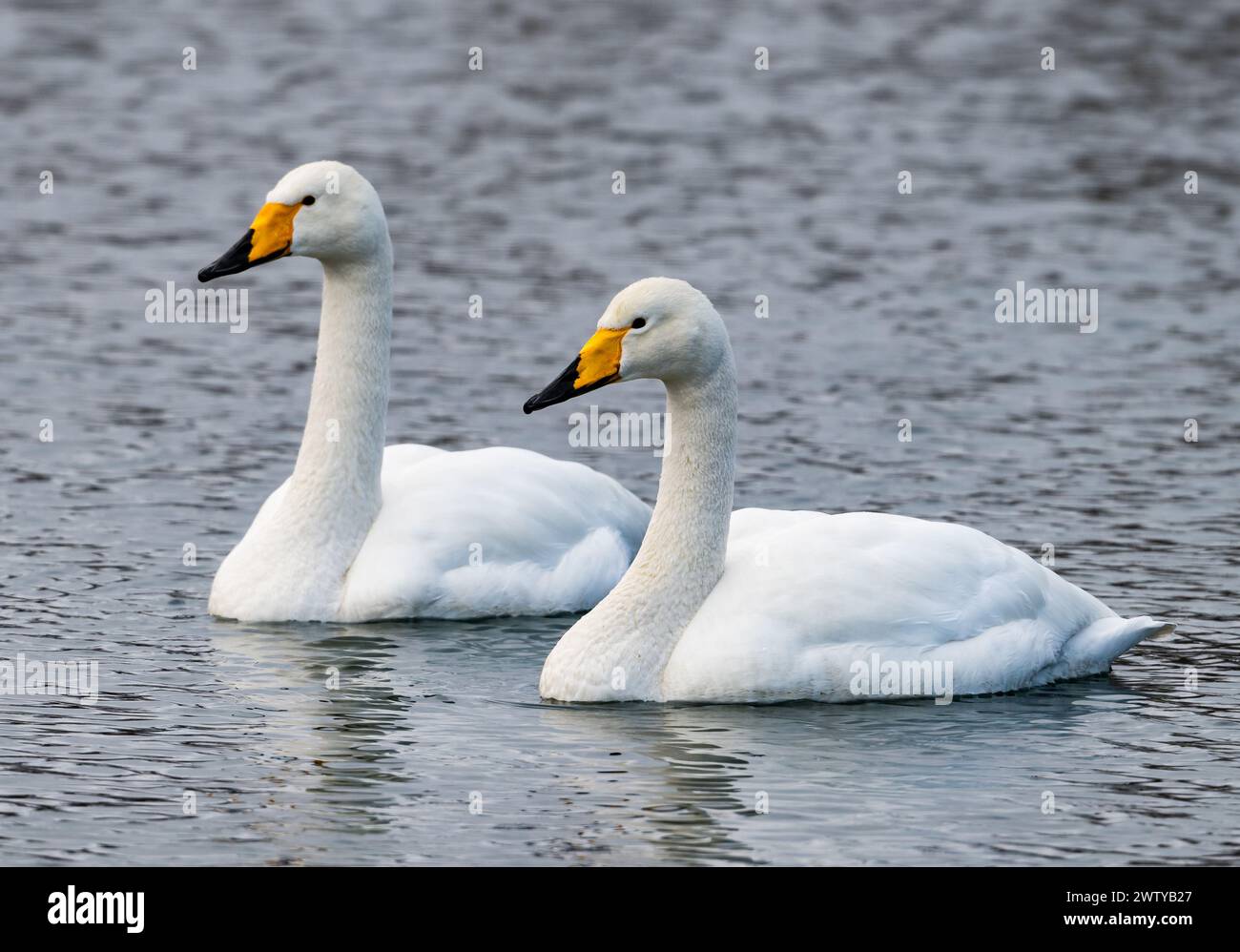 Una coppia di cigni hooper (Cygnus cygnus) che nuotano in un lago. Hokkaido, Giappone. Foto Stock