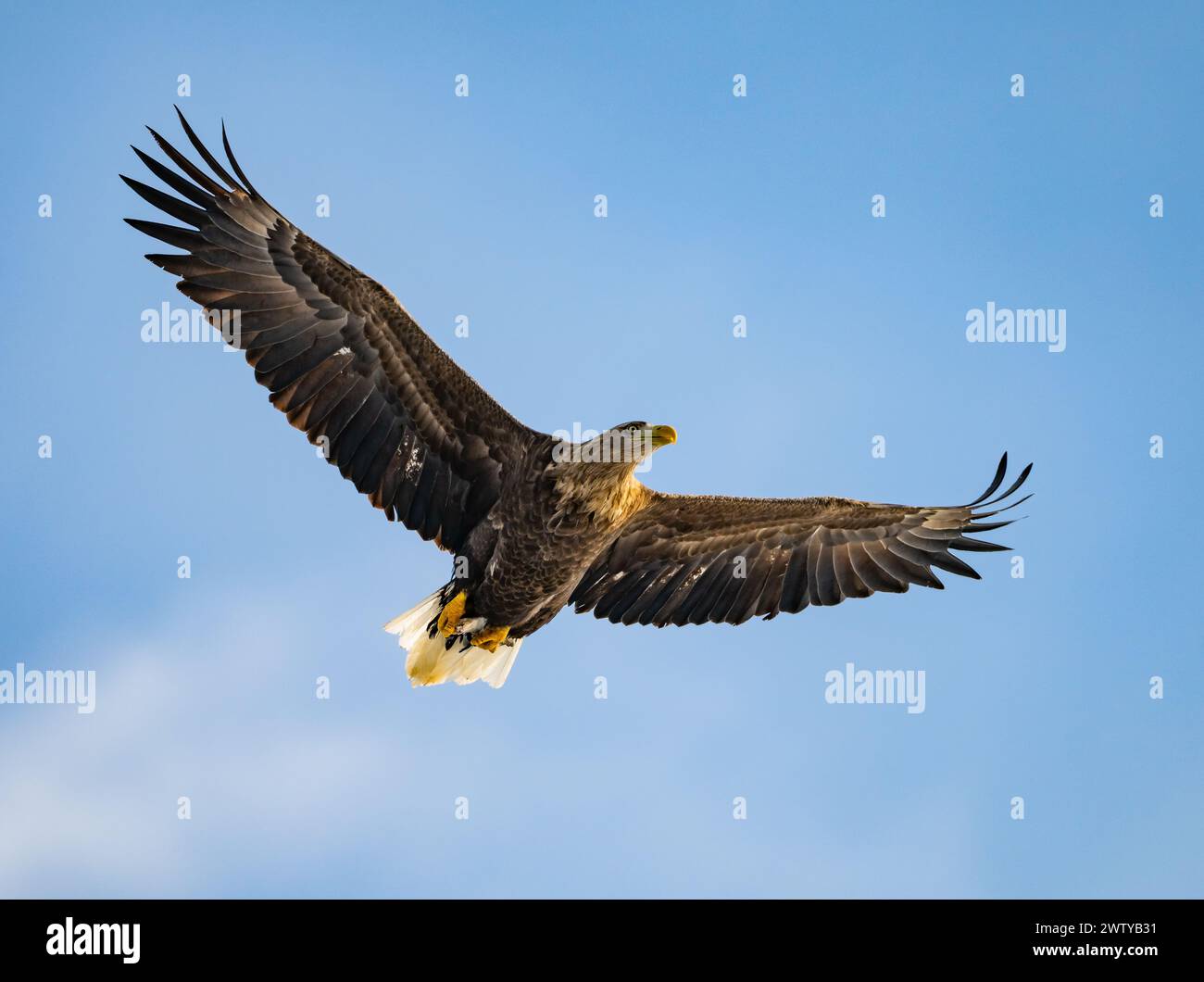 Un'aquila dalla coda bianca (Haliaeetus albicilla) in volo. Hokkaido, Giappone. Foto Stock