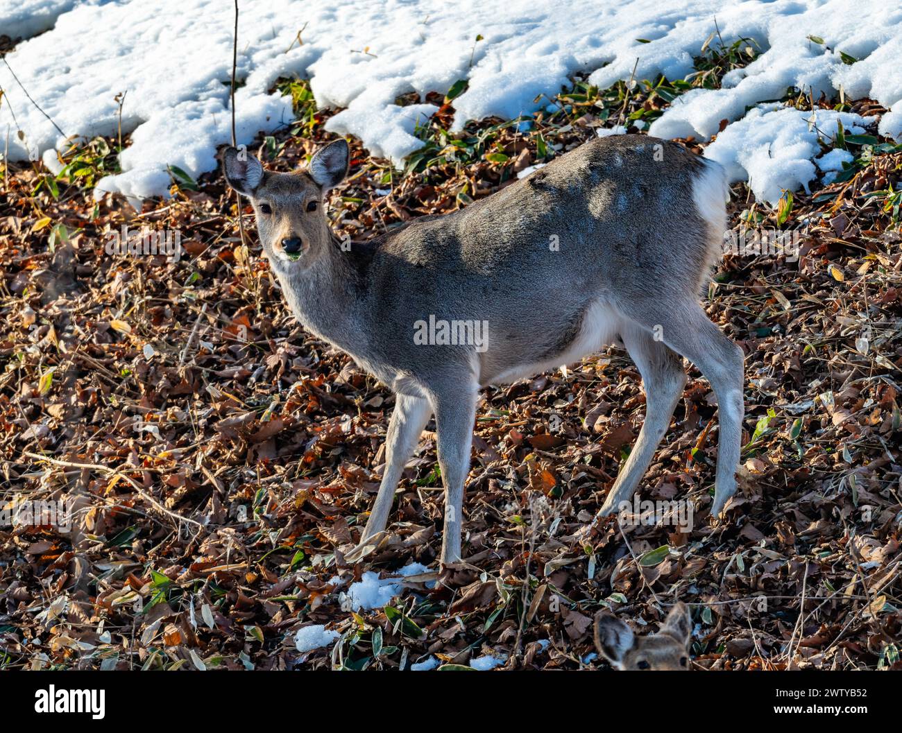 Un cervo Yezo Sika (Cervus nippon yesoensis) al pascolo. Hokkaido, Giappone. Foto Stock