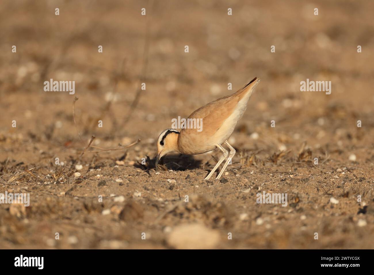 La ragazza è stata una scoperta insolita a settembre, ma gli uccelli coglieranno ogni opportunità per retrocedere con successo giovani. Foto Stock
