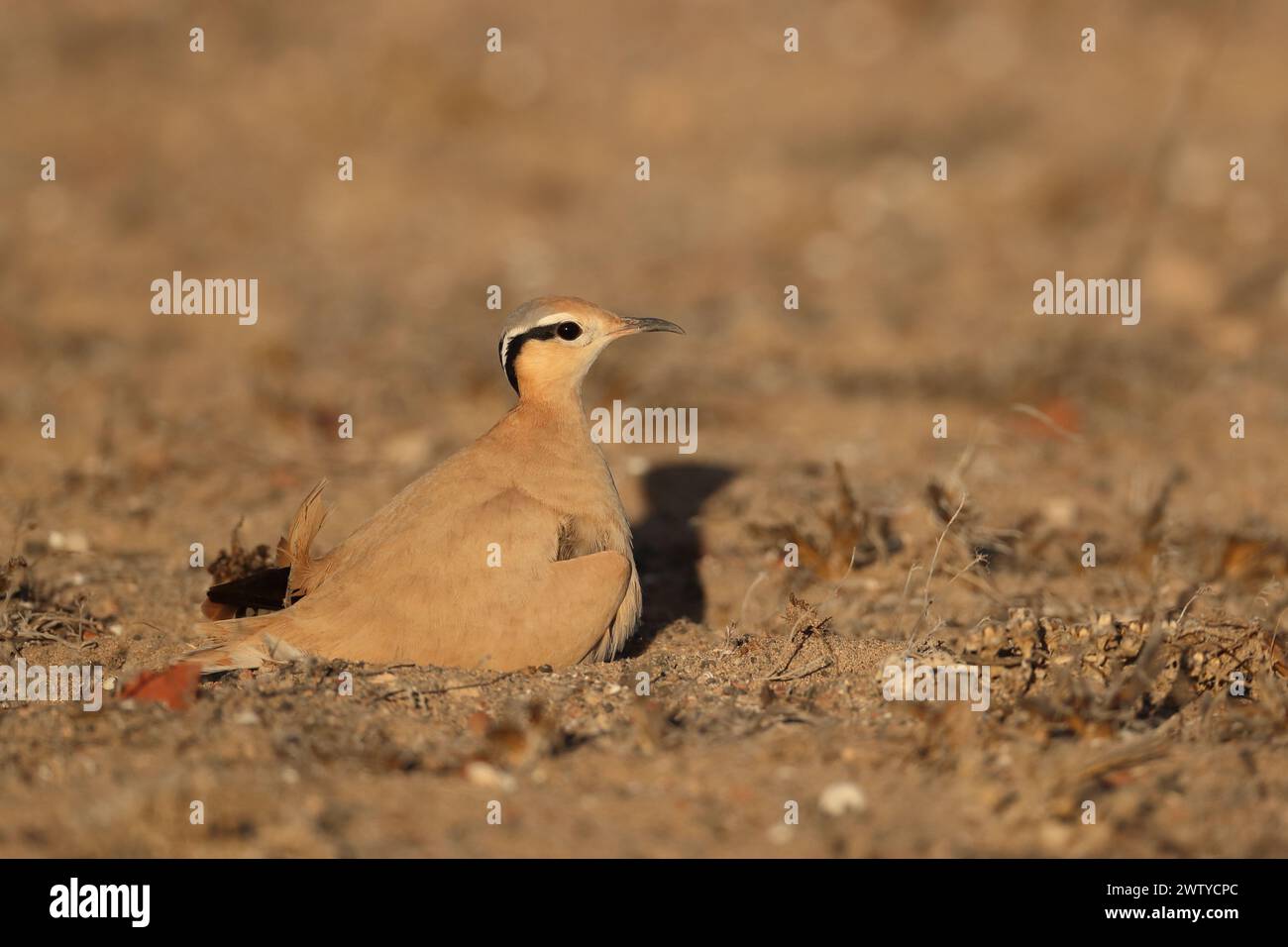 La ragazza è stata una scoperta insolita a settembre, ma gli uccelli coglieranno ogni opportunità per retrocedere con successo giovani. Foto Stock
