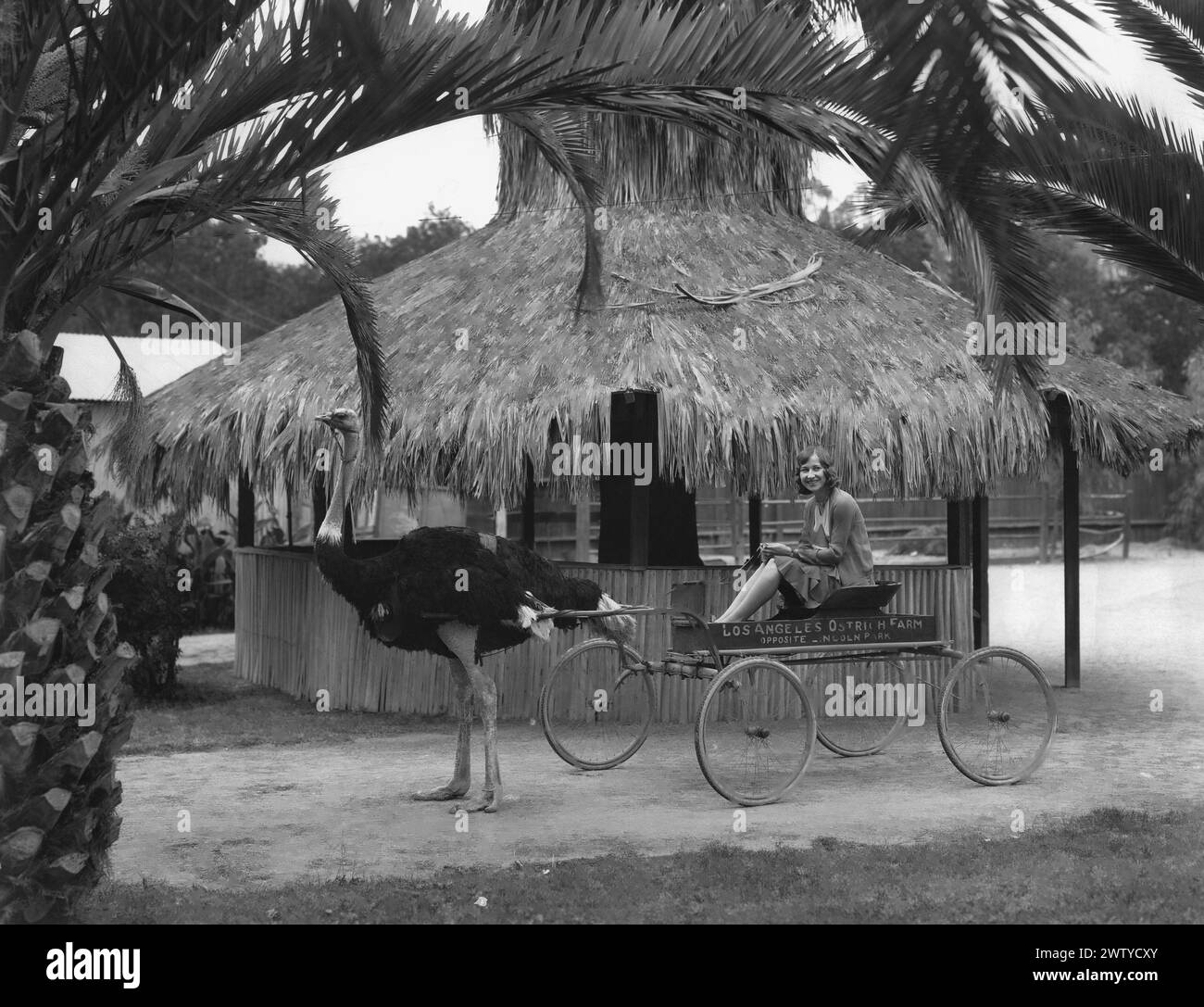 Giovane donna seduta su un carrello a ruote che viene tirata da uno struzzo. Los Angeles Ostrich Farm, California Foto Stock