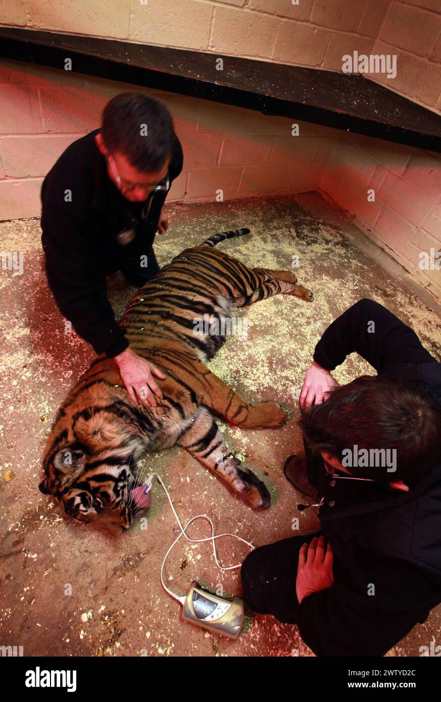 17/02/12. ..Un veterinario lavora con attenzione per effettuare un medico completo su una tigre che potrebbe svegliarsi in qualsiasi momento. John Lewis, usa un dardo, carico di enou Foto Stock