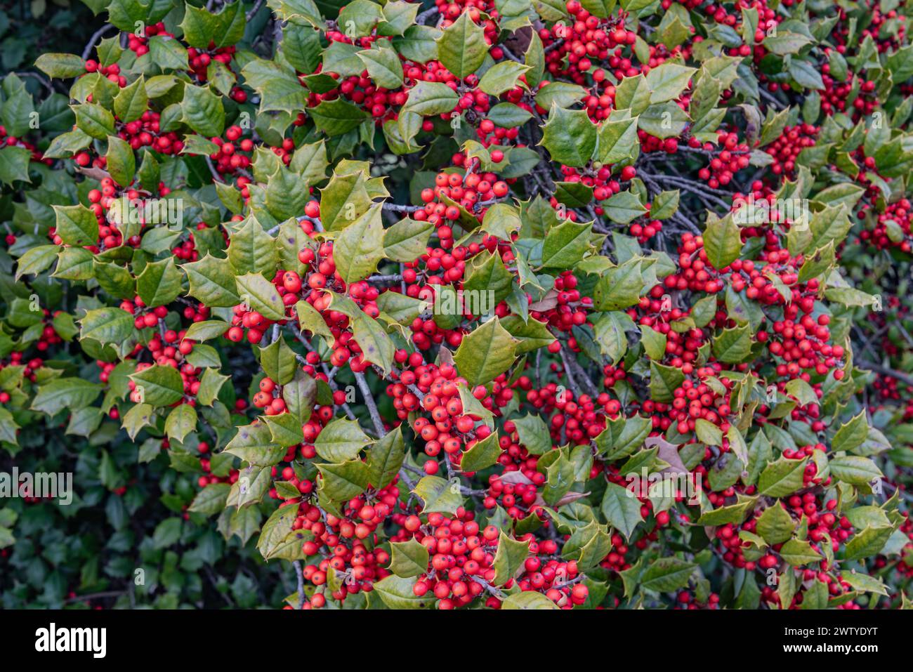 Holly Berries on a Blustery March Afternoon, Gettysburg, Pennsylvania USA Foto Stock