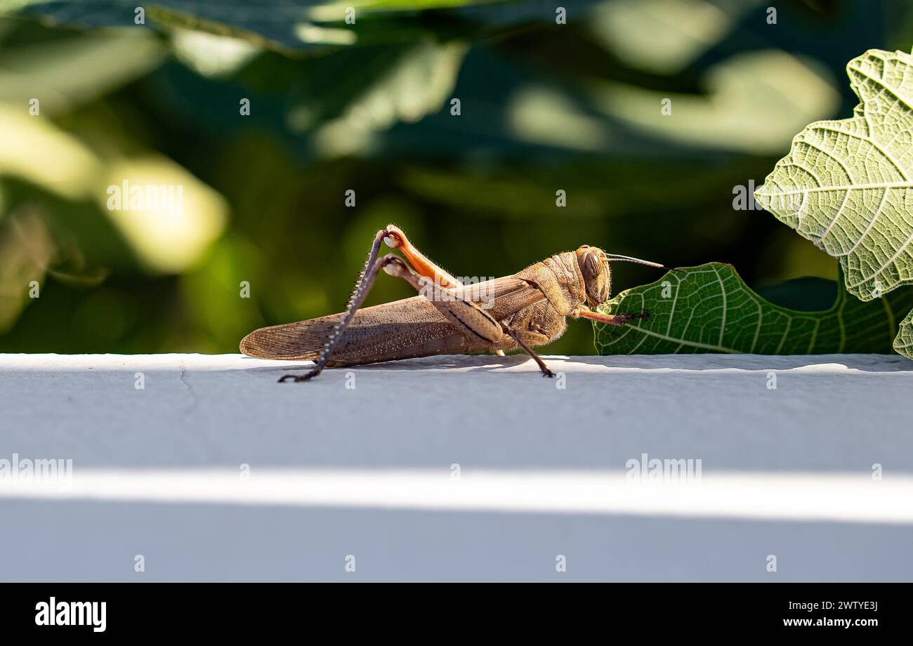 Cavalletta egiziana o Anacridium aegyptium. Foto Stock