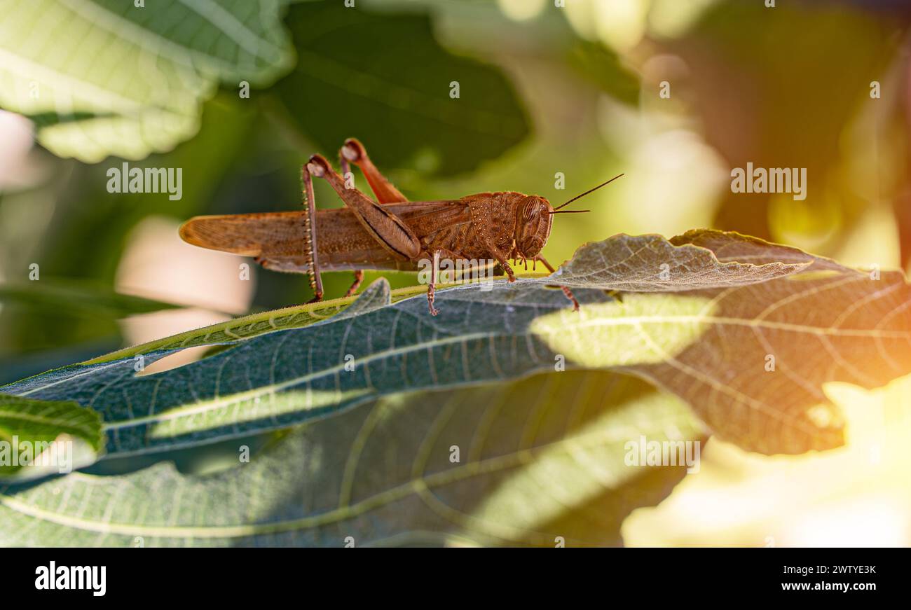 Cavalletta egiziana o Anacridium aegyptium. Foto Stock