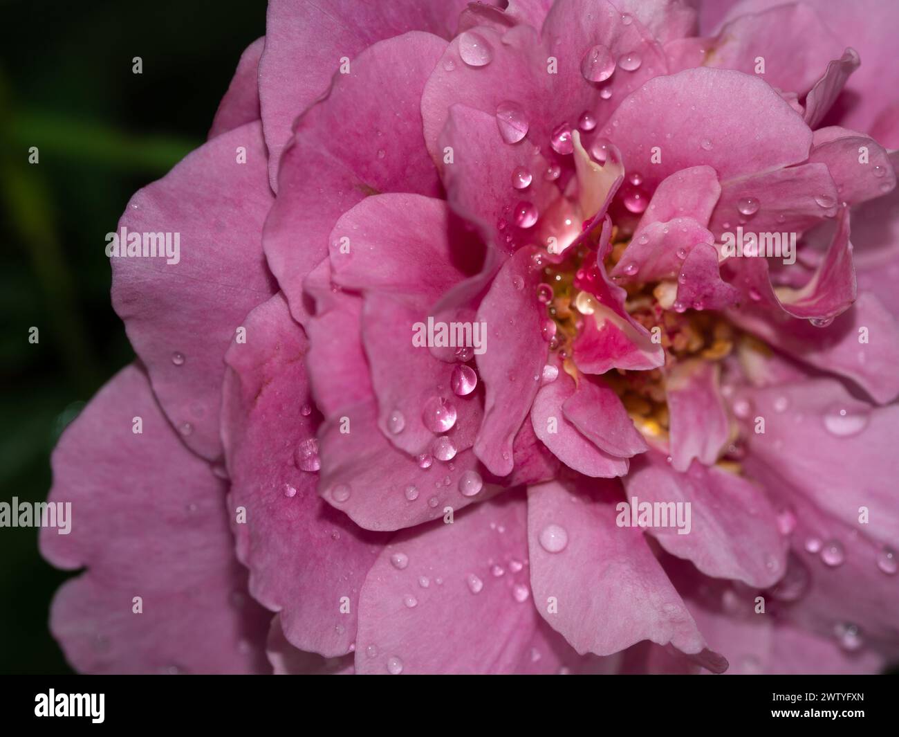 Primo piano delicato Claude Brasseur petali di rosa come sfondo naturale Foto Stock
