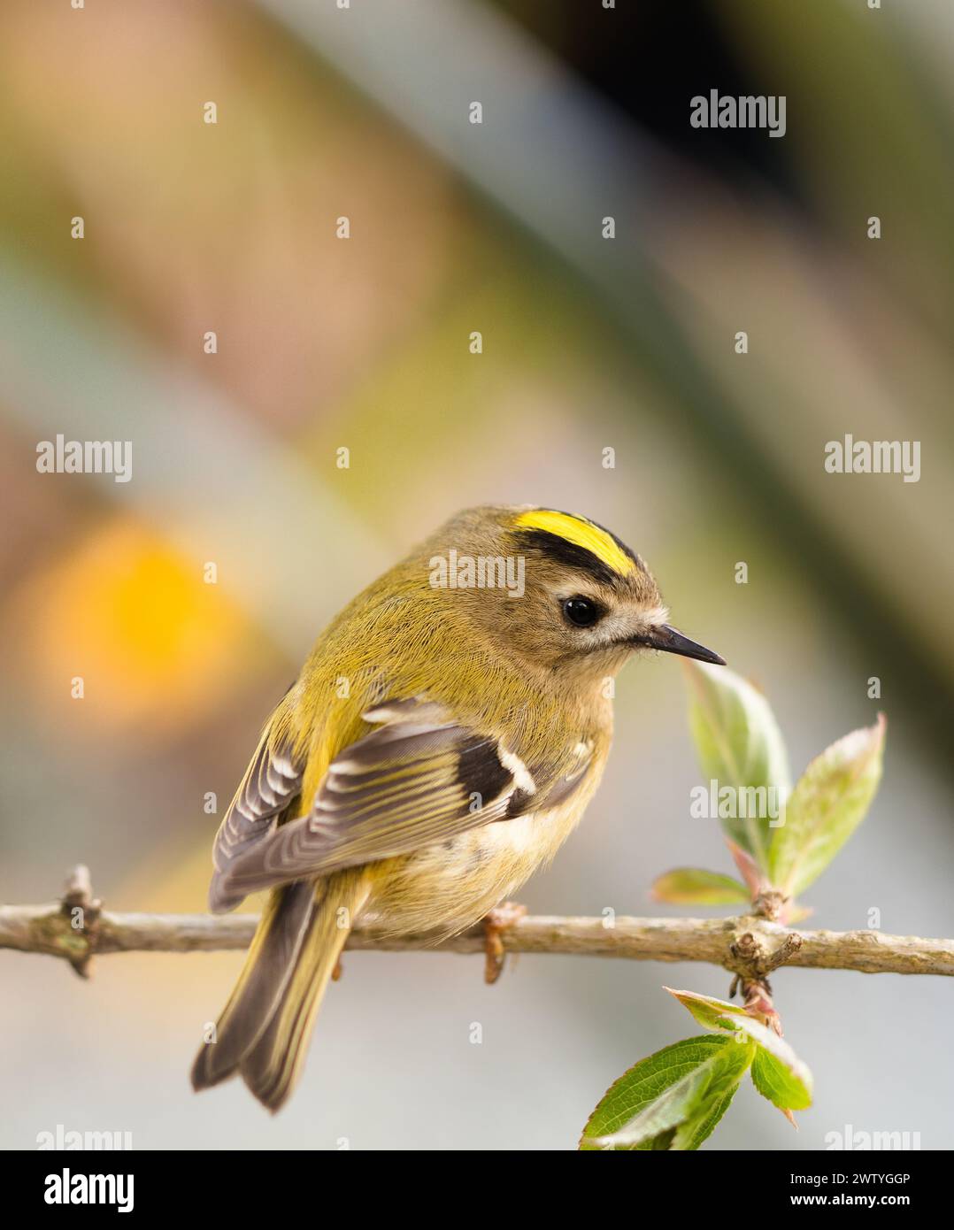 Goldcrest, il più piccolo uccello britannico ed europeo Foto Stock