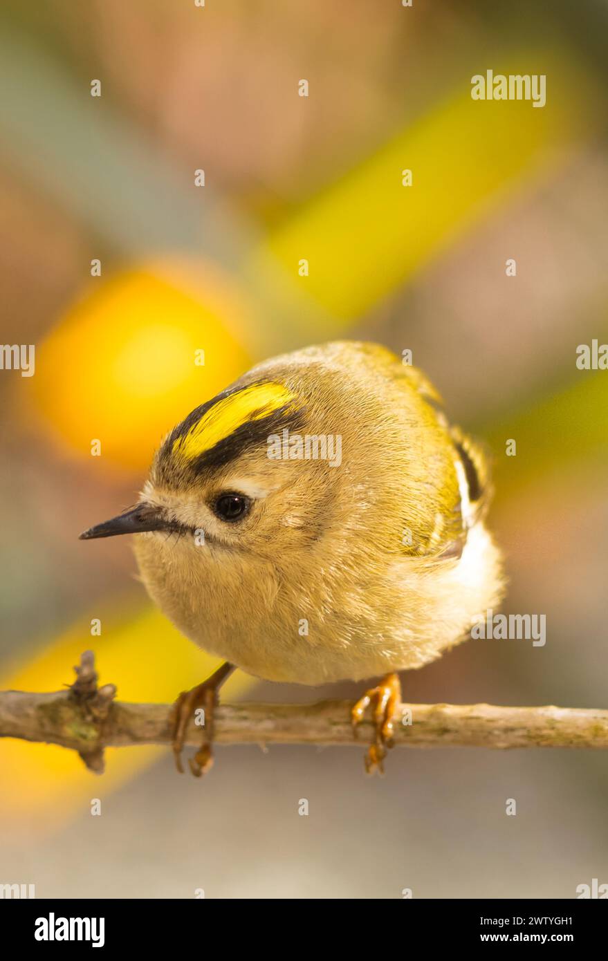 Goldcrest, il più piccolo uccello britannico ed europeo Foto Stock