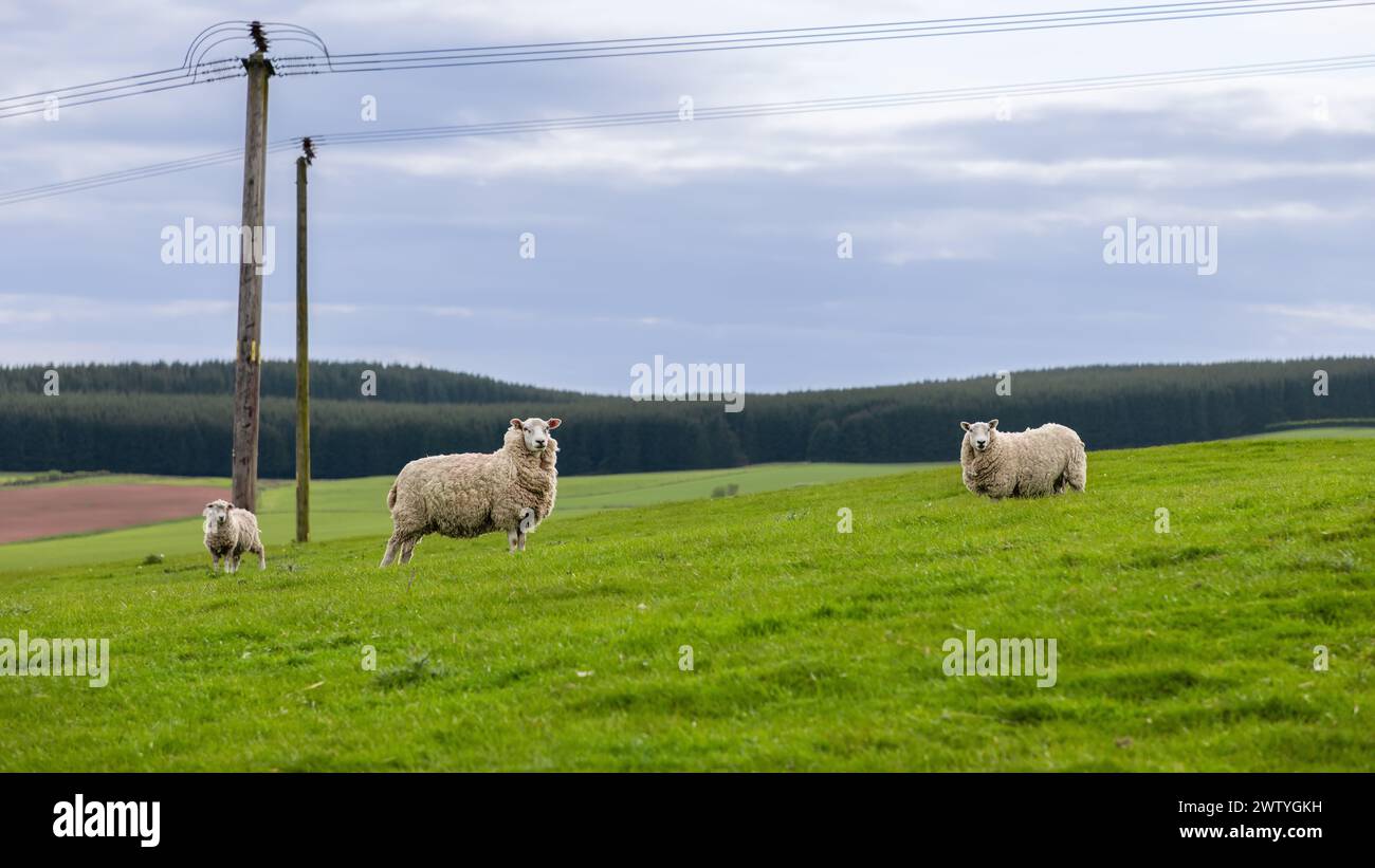 Una tranquilla scena pastorale si svolge come pecore e agnelli punteggiano i vibranti pascoli verdi della Scozia, incorniciati da oscuri orizzonti boschivi e terreni agricoli Foto Stock