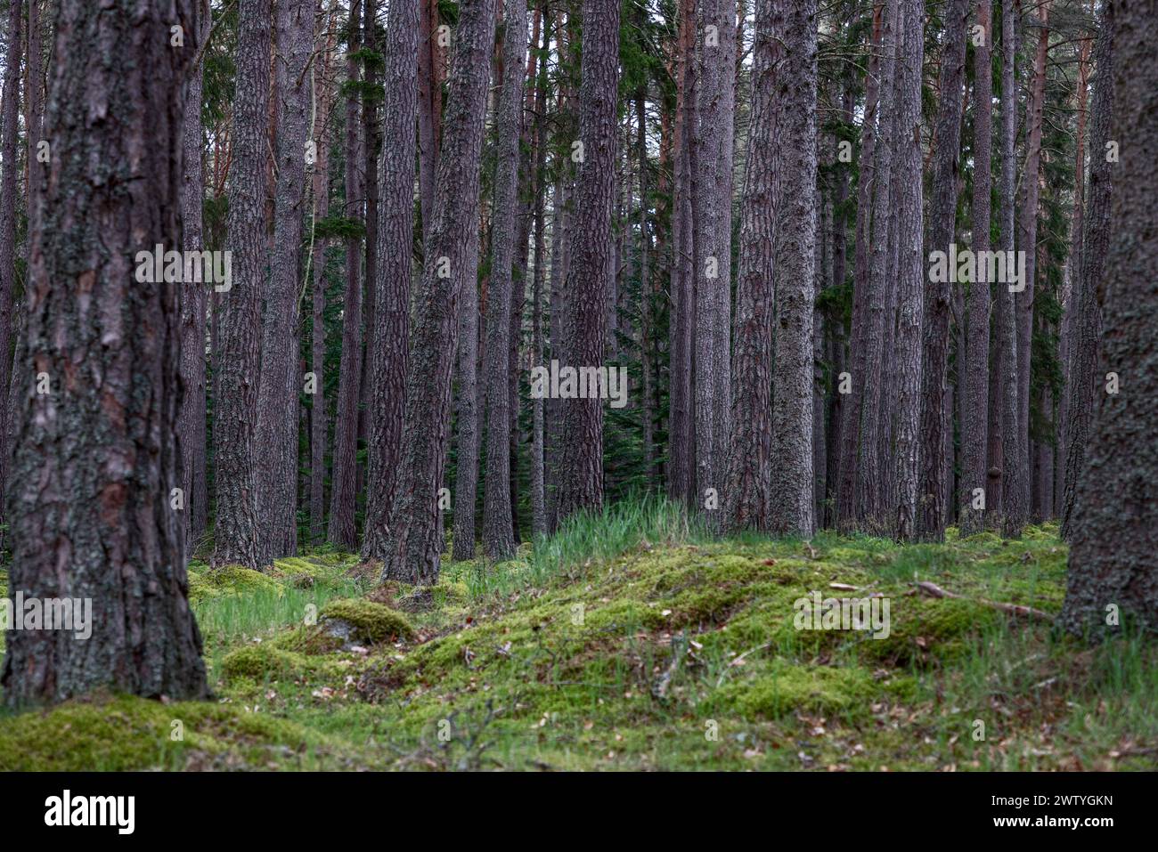 La profonda tranquillità della pineta è catturata in questa immagine, dove l'uniformità degli alti alberi e la lussureggiante terra muschiata trasmettono un senso di danno Foto Stock