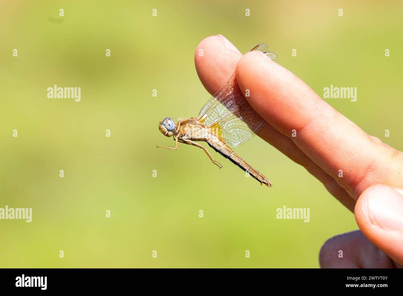 Scarlet dragonfly (Crocothemis erythraea) catturata durante un monitoraggio delle libellule, Occitanie - Francia Foto Stock