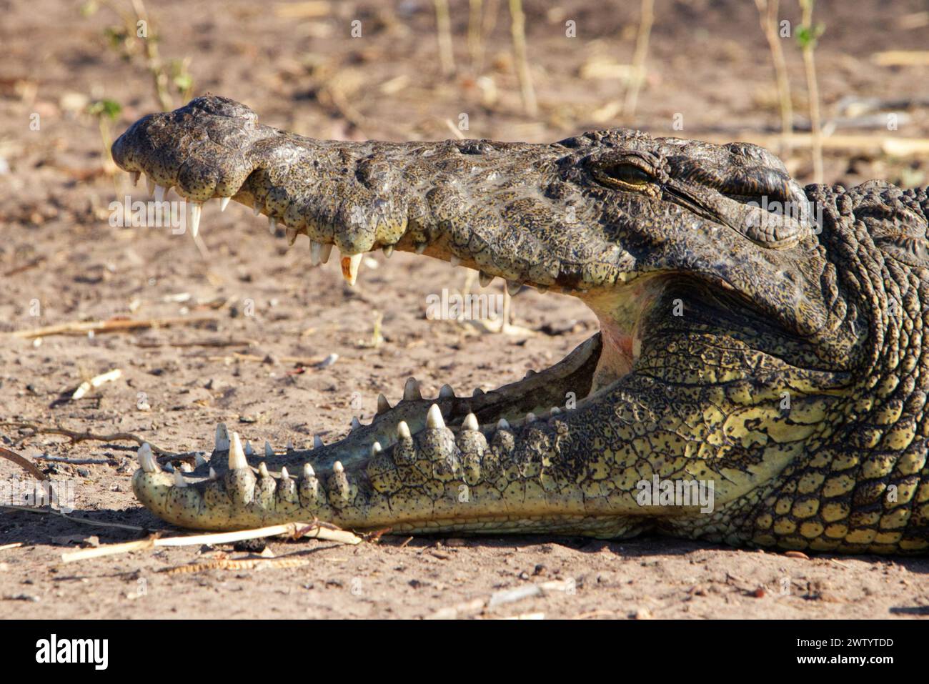 Coccodrillo con denti affilati e bocca spalancata come si vede durante il safari nel Parco Nazionale del Chobe, Botswana, Africa meridionale Foto Stock