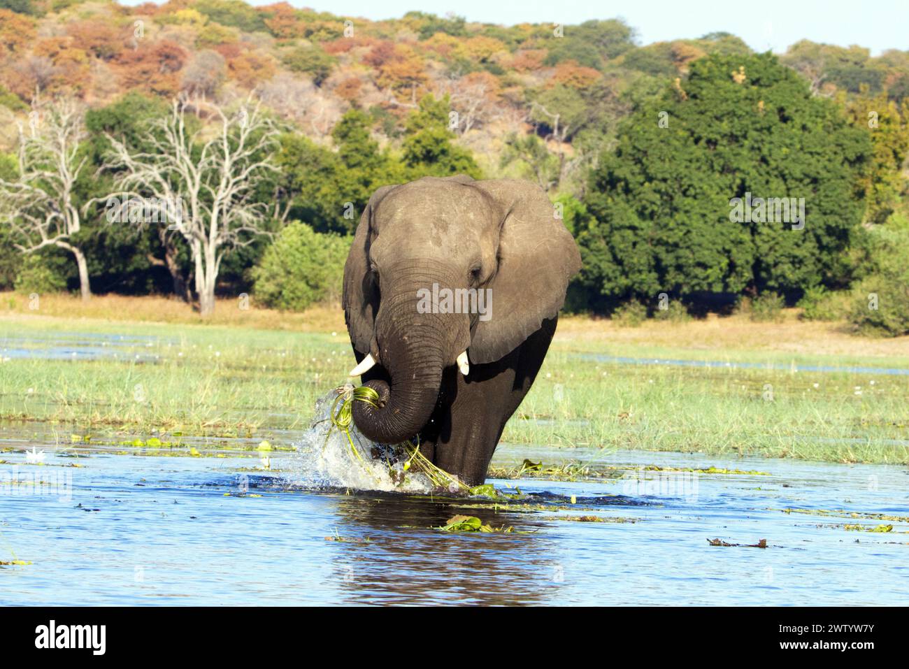 Un elefante che si ricarica nel fiume Chobe, come si vede durante il safari nel Parco Nazionale del Chobe, Botswana, Africa meridionale Foto Stock