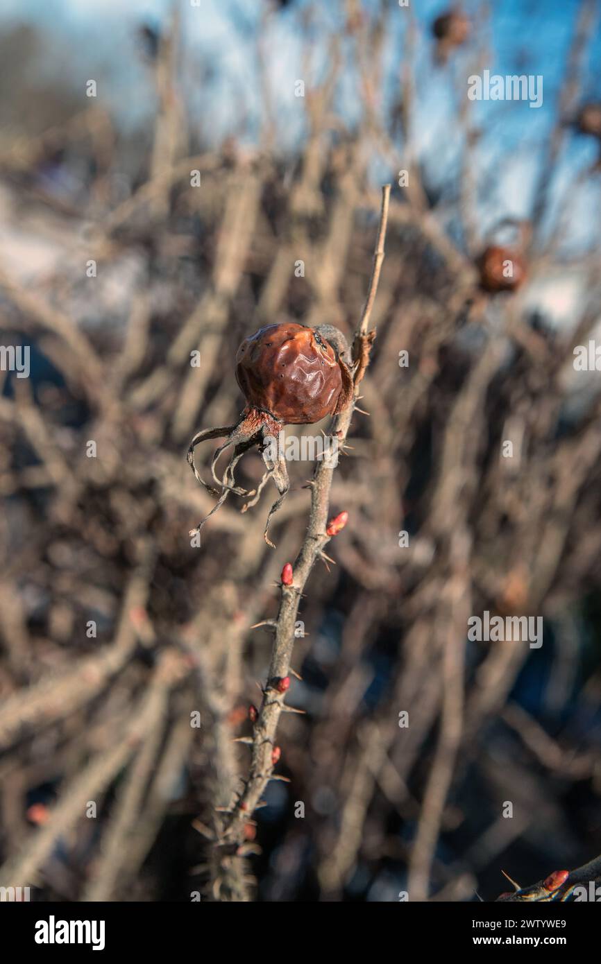 rosehip asciutto sul cespuglio Foto Stock