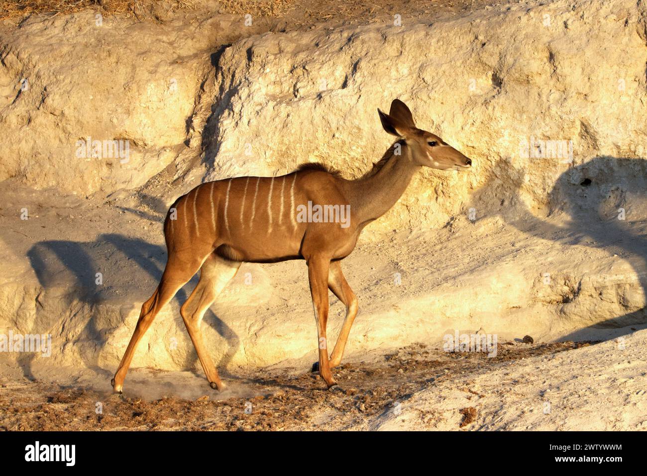 Come si vede durante il safari nel Parco Nazionale del Chobe, Botswana, Africa meridionale Foto Stock