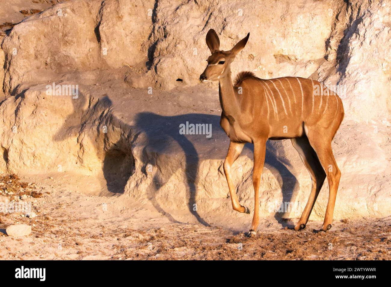 Come si vede durante il safari nel Parco Nazionale del Chobe, Botswana, Africa meridionale Foto Stock