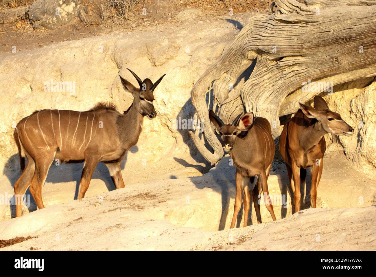 Come si vede durante il safari nel Parco Nazionale del Chobe, Botswana, Africa meridionale Foto Stock