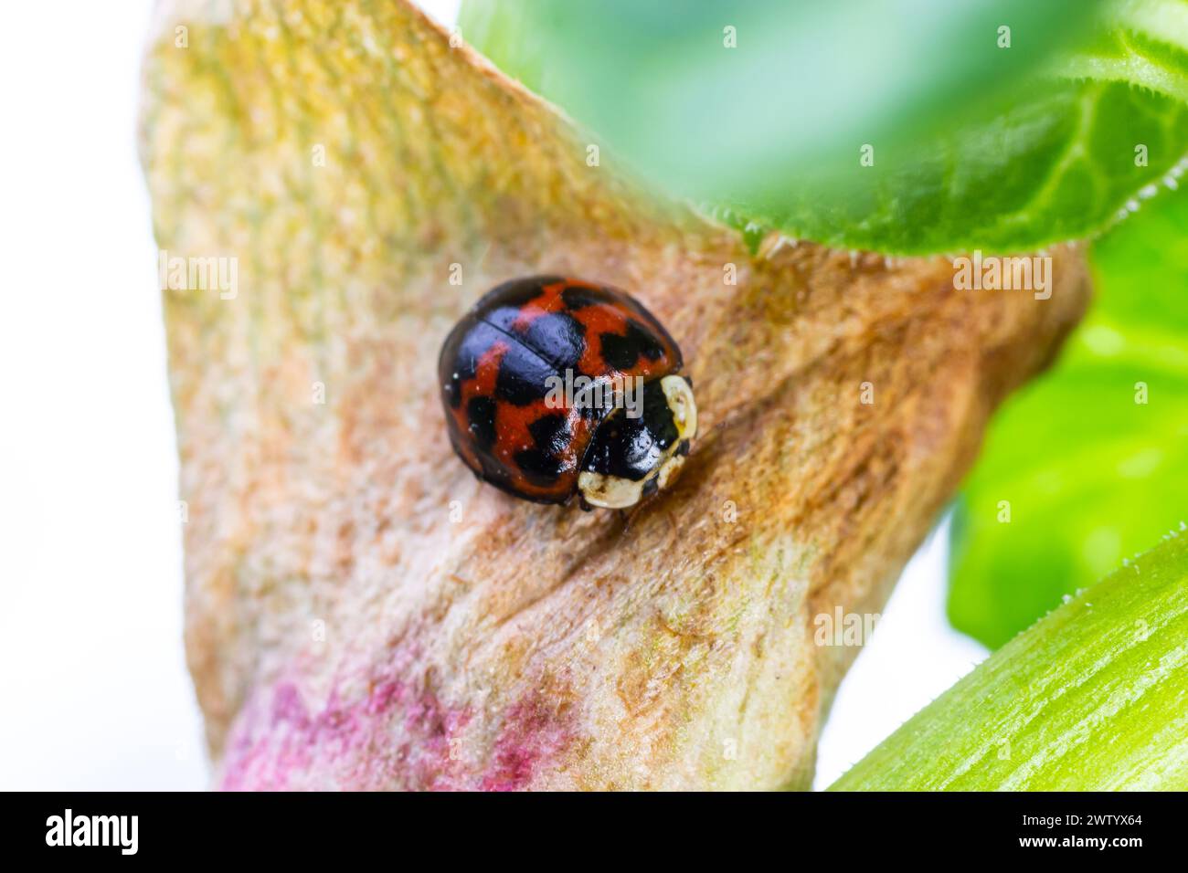 Lo scarabeo asiatico delle coccinelle Namitento, l'armonia axyridis con macchie arancioni sul nero seduto nelle foglie verdi della foresta soleggiato all'aperto macro photogra Foto Stock