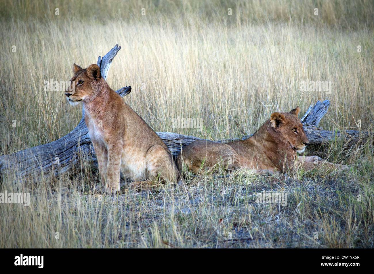 Cuccioli di leone visti durante il safari nel Delta dell'Okavango, Botswana, Africa meridionale Foto Stock