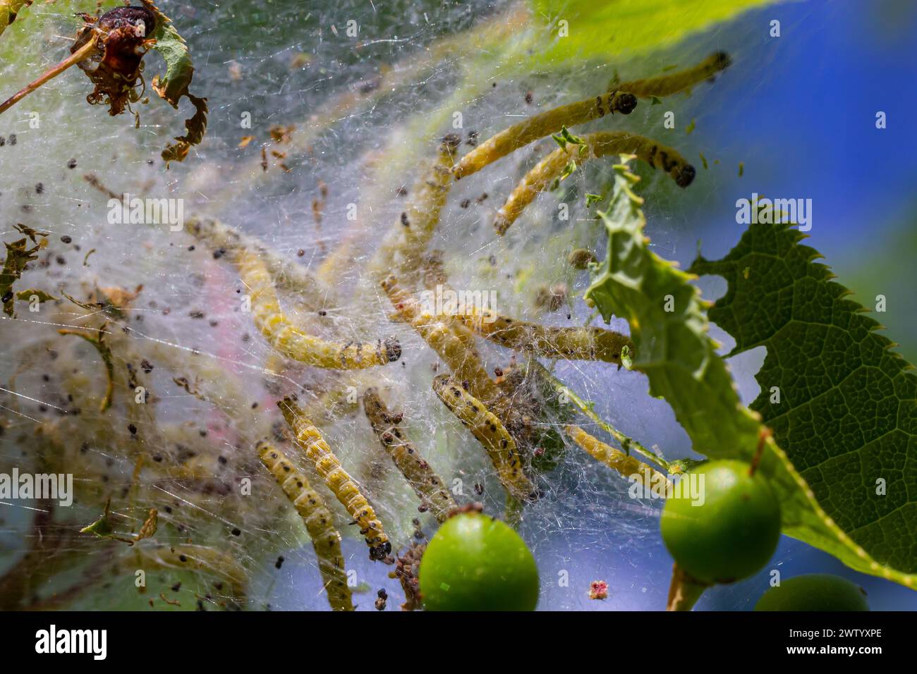 Gruppo di larve di ermina di ciliegia d'uccello Yponomeuta evonymella pupato in rete comune stretta, bianca su un tronco di albero e rami tra leav verde Foto Stock